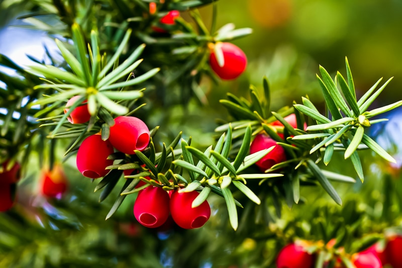 yew tree branches with red berries