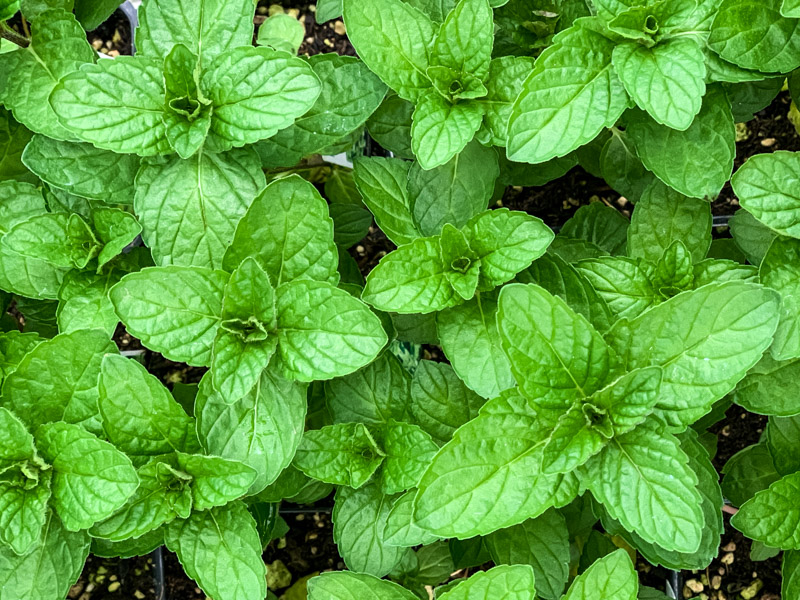 fresh mint growing in a garden