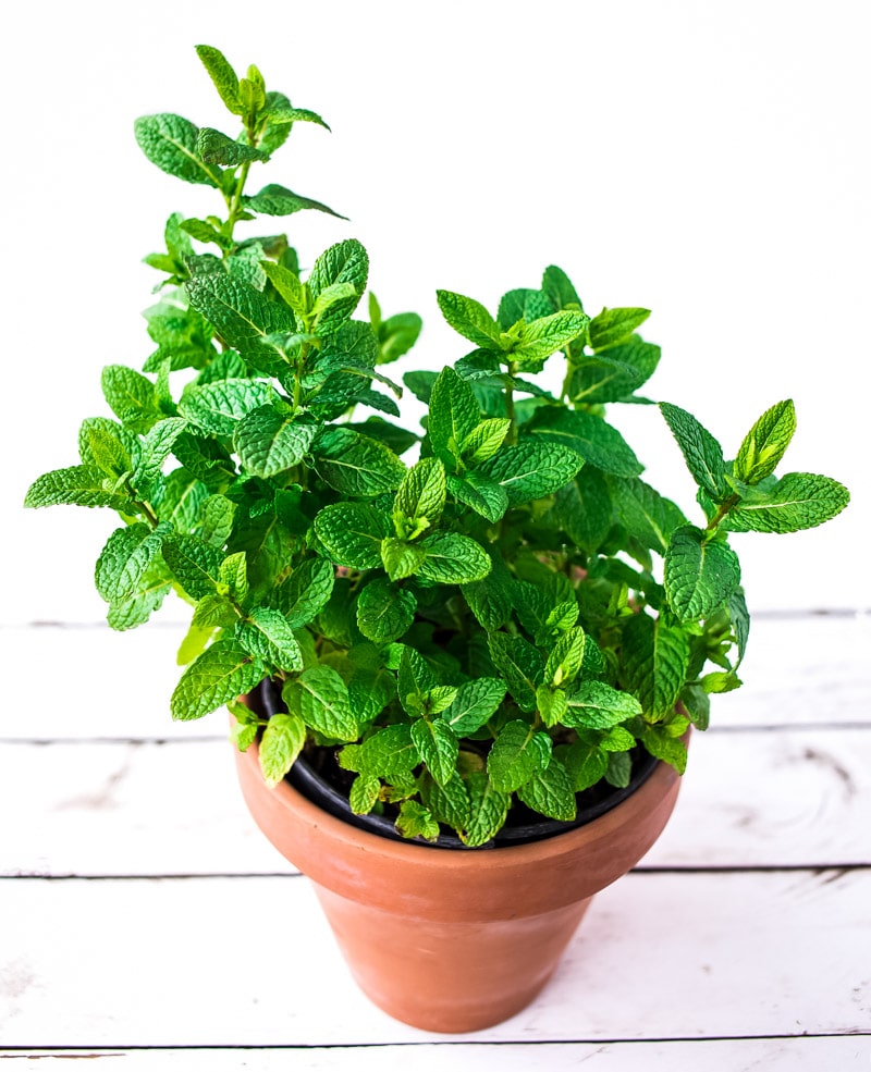 fresh mint growing in a clay pot