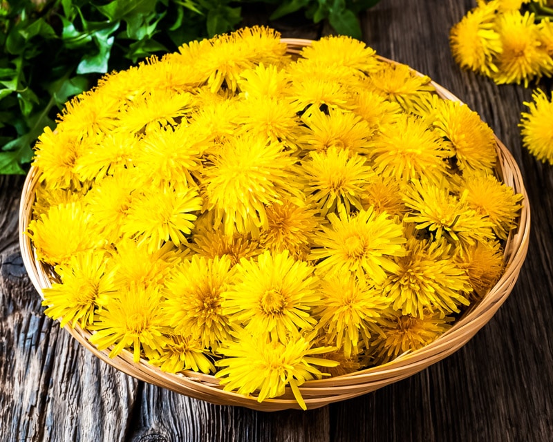 a basket full of dandelion flowers