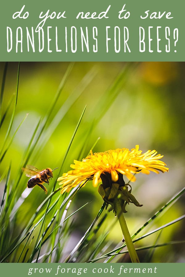 bee flying towards a dandelion flower