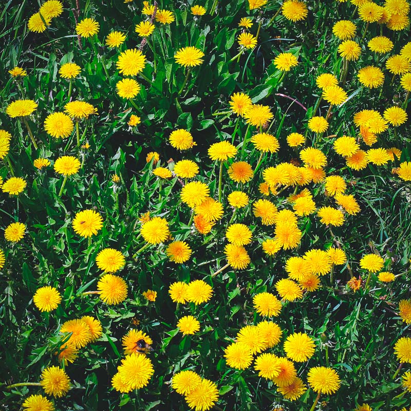 a lawn full of dandelions