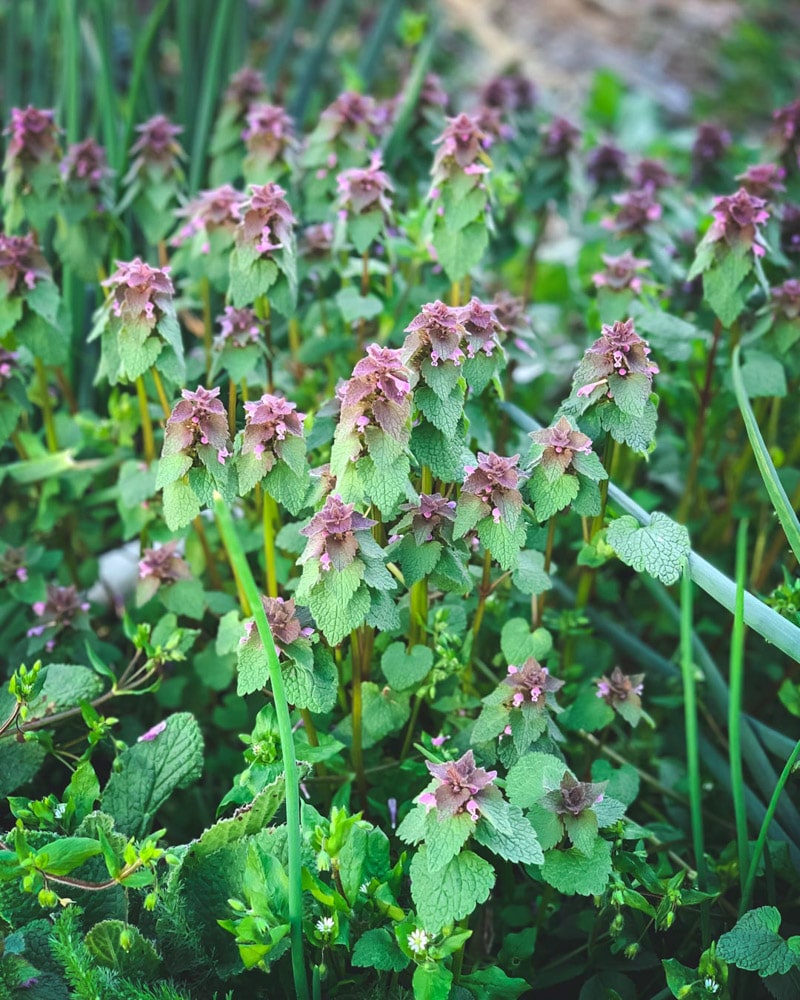 a big patch of purple dead nettle