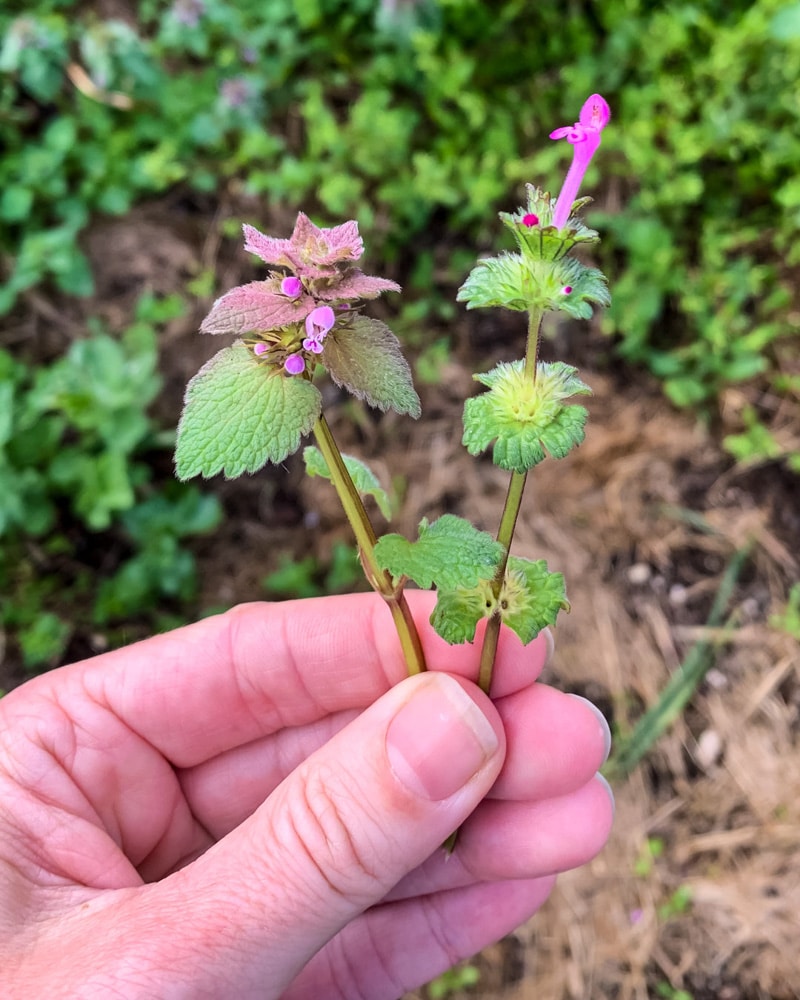 a comparison of purple dead nettle and henbit