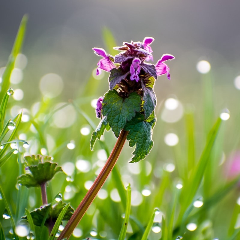 a close up of purple deadnettle with dew drops