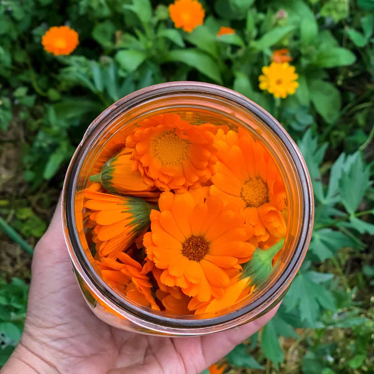a wide mouth quart jar full of fresh calendula flowers