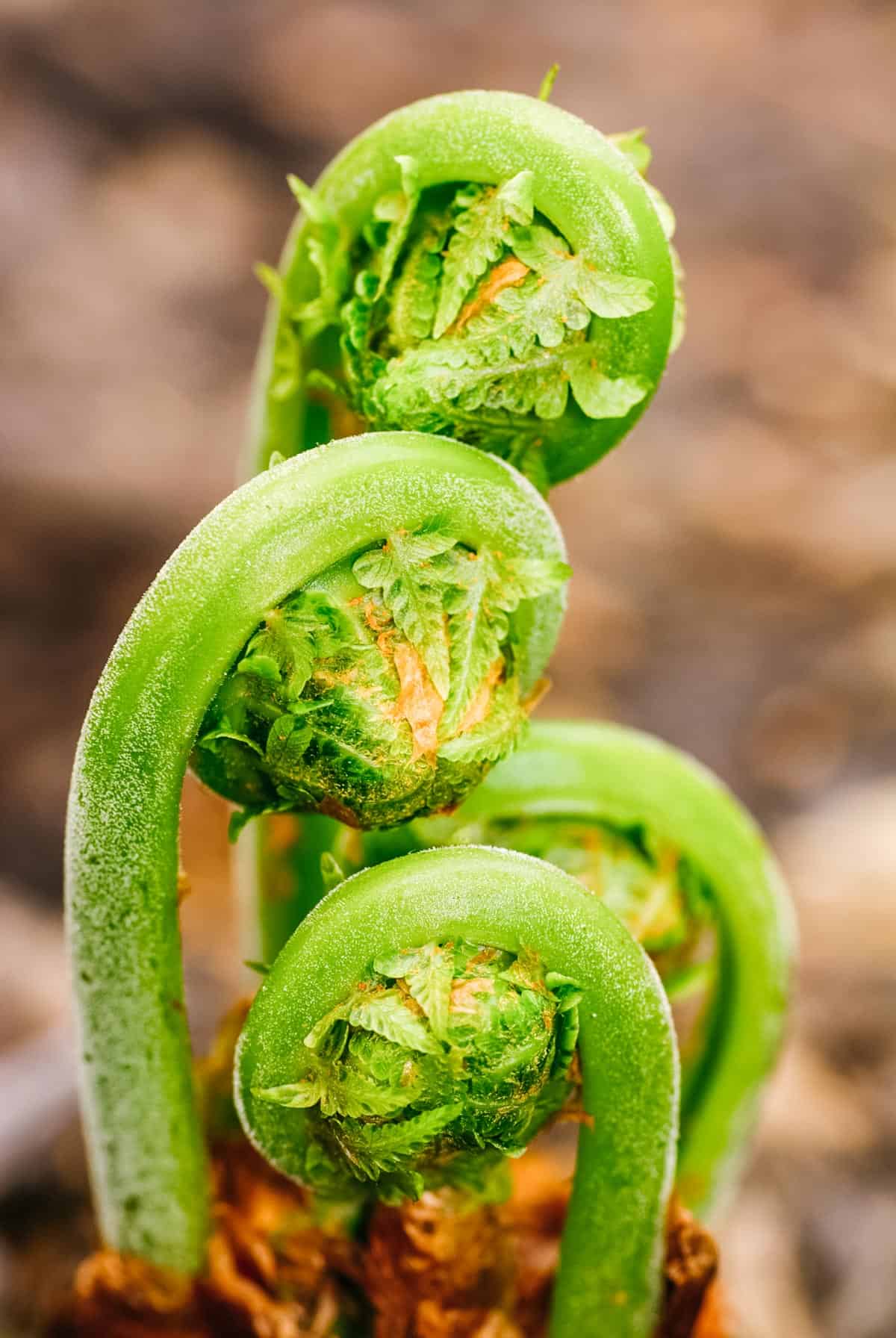 fiddlehead ferns growing