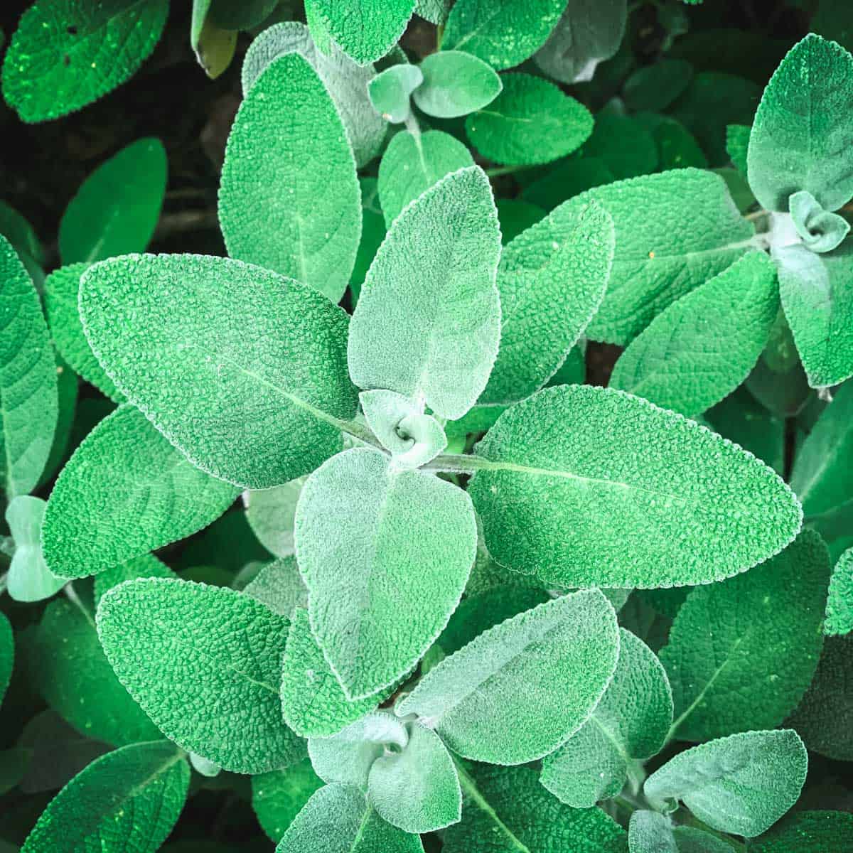 a close up of fresh sage