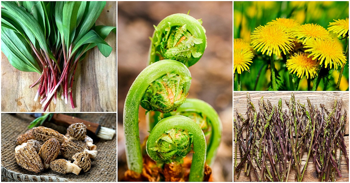 a collage of ramps, morels, fiddleheads, dandelions, and asparagus