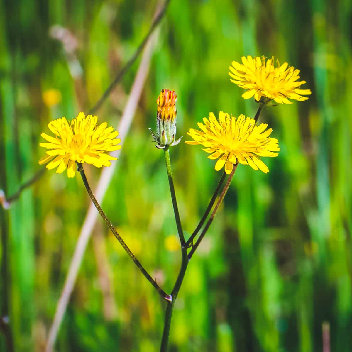 cat's ear, a non-toxic dandelion look-alike