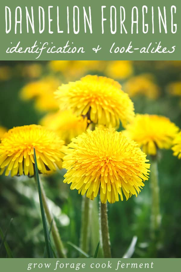close up of yellow dandelion blossoms