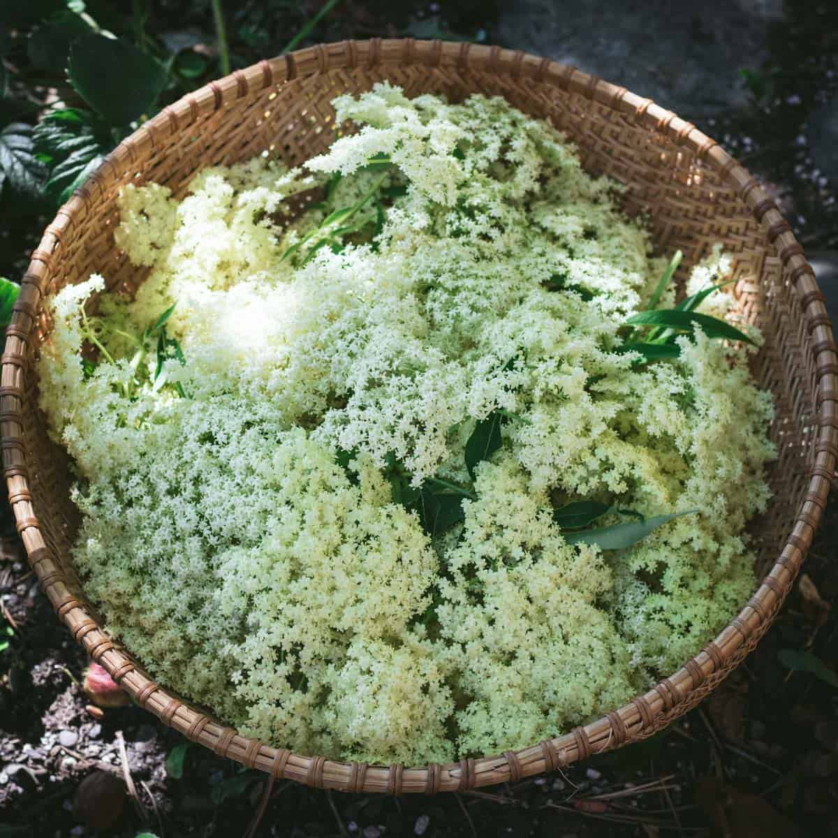 elderflowers in a harvest basket