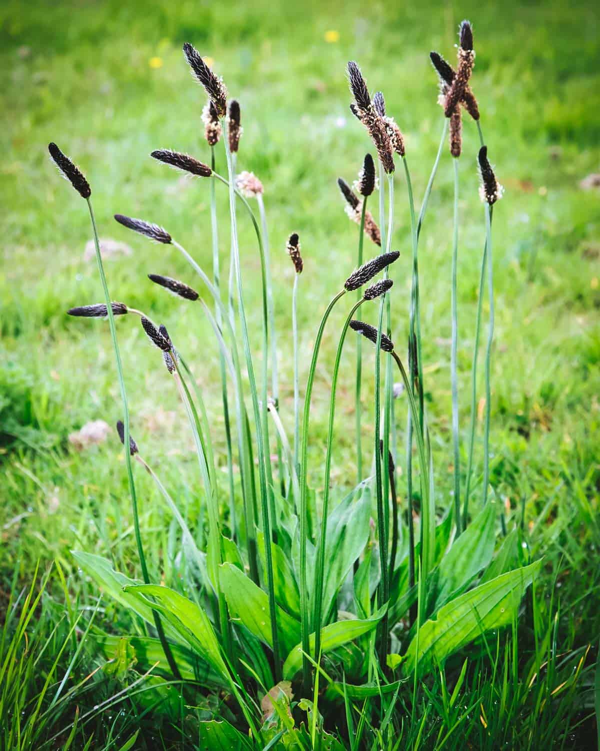 narrowleaf plantain