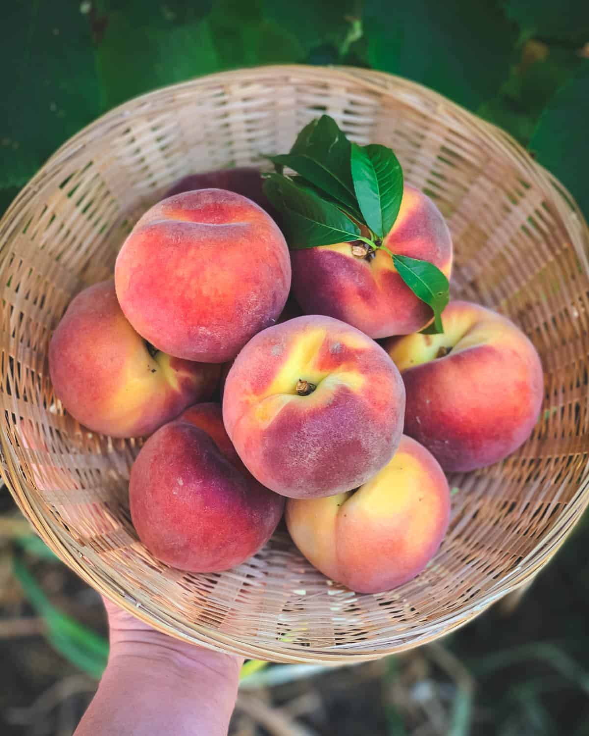 a basket of fresh peaches