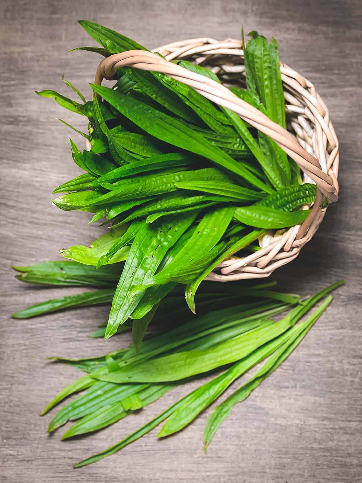 a harvest basket full of narrowleaf plantain