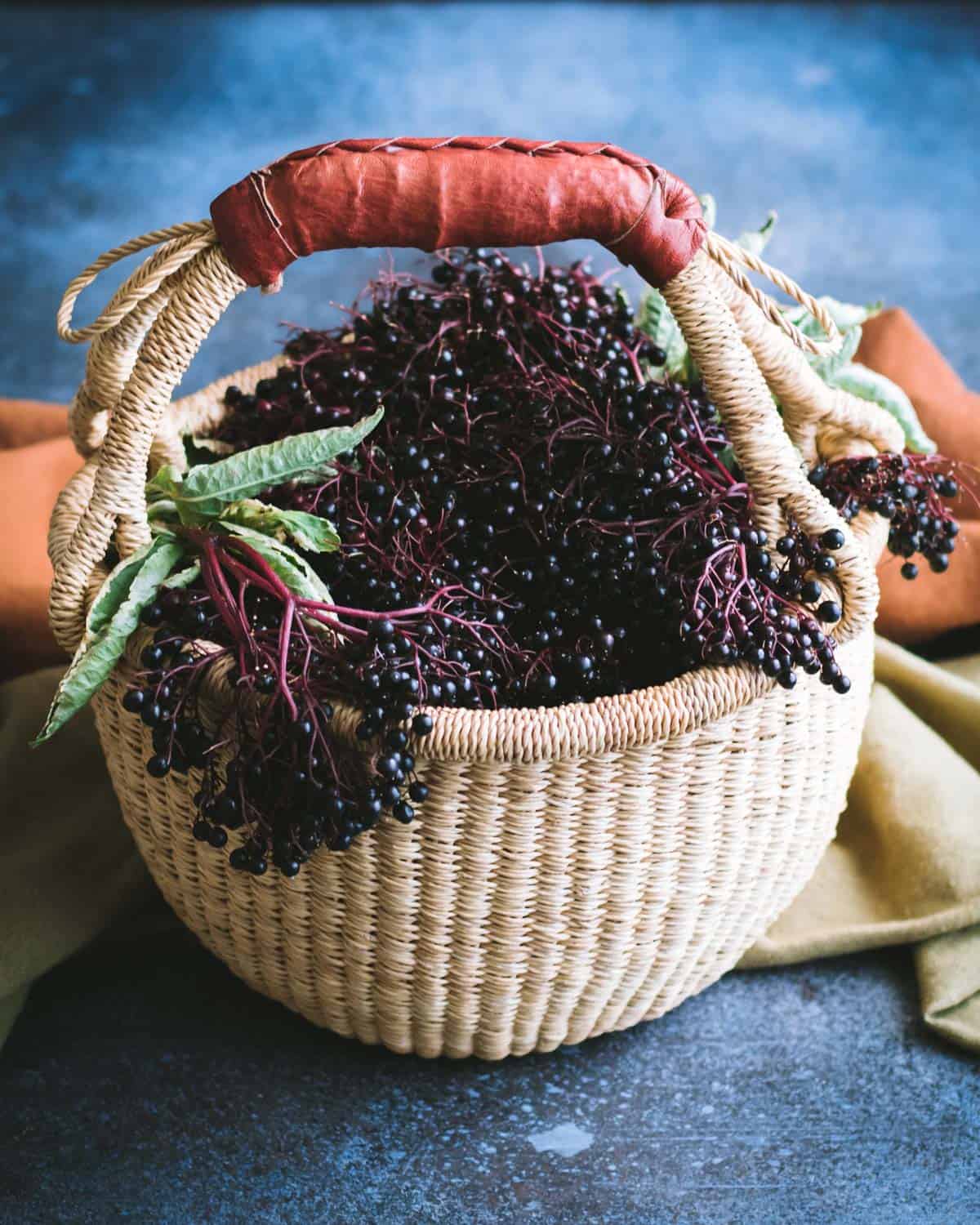 black elderberries in a harvest basket