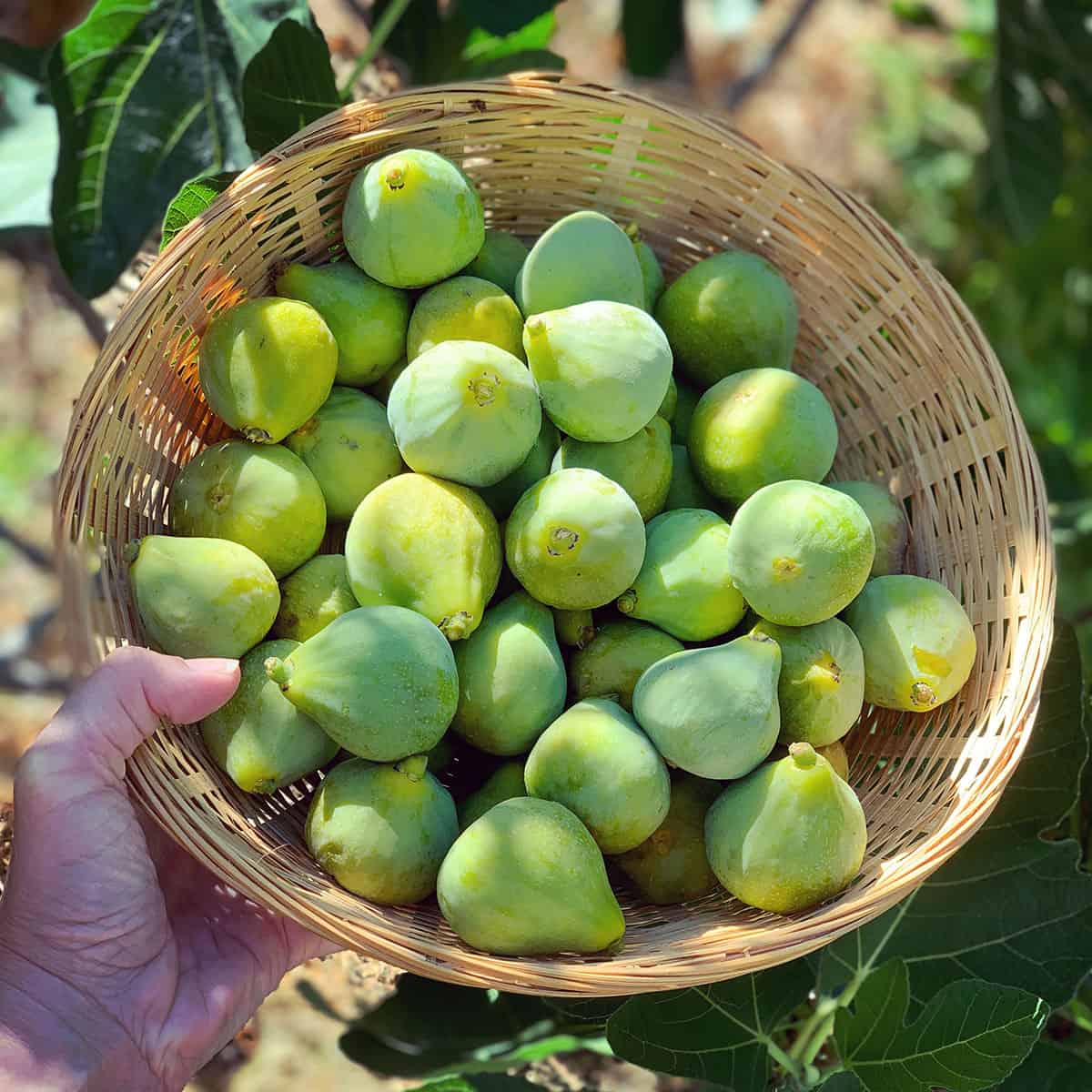 a basket of fresh green figs