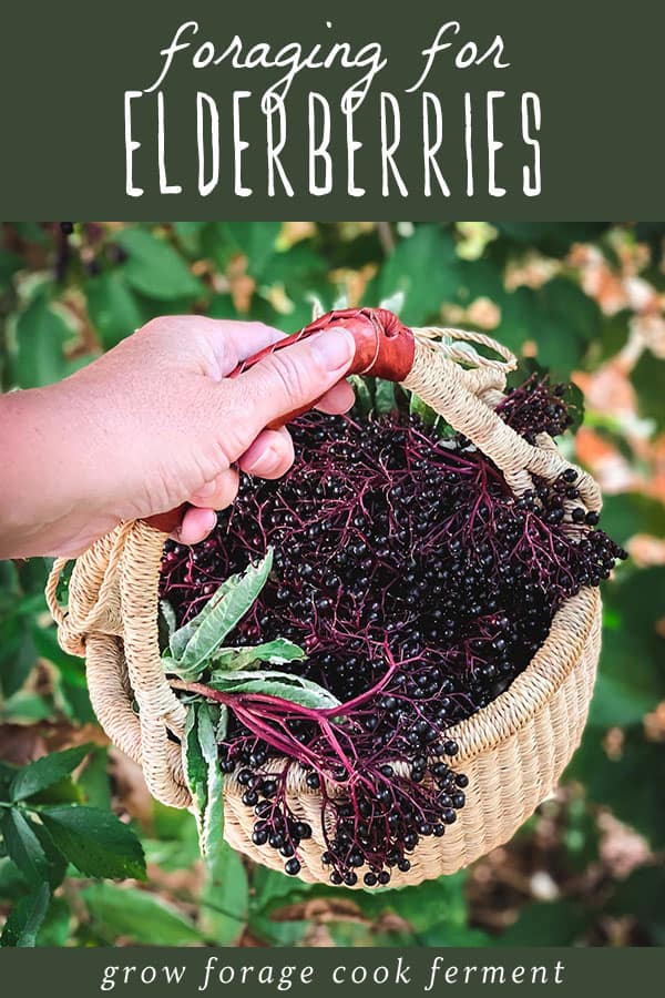a hand holding a foraging basket full of black elderberries