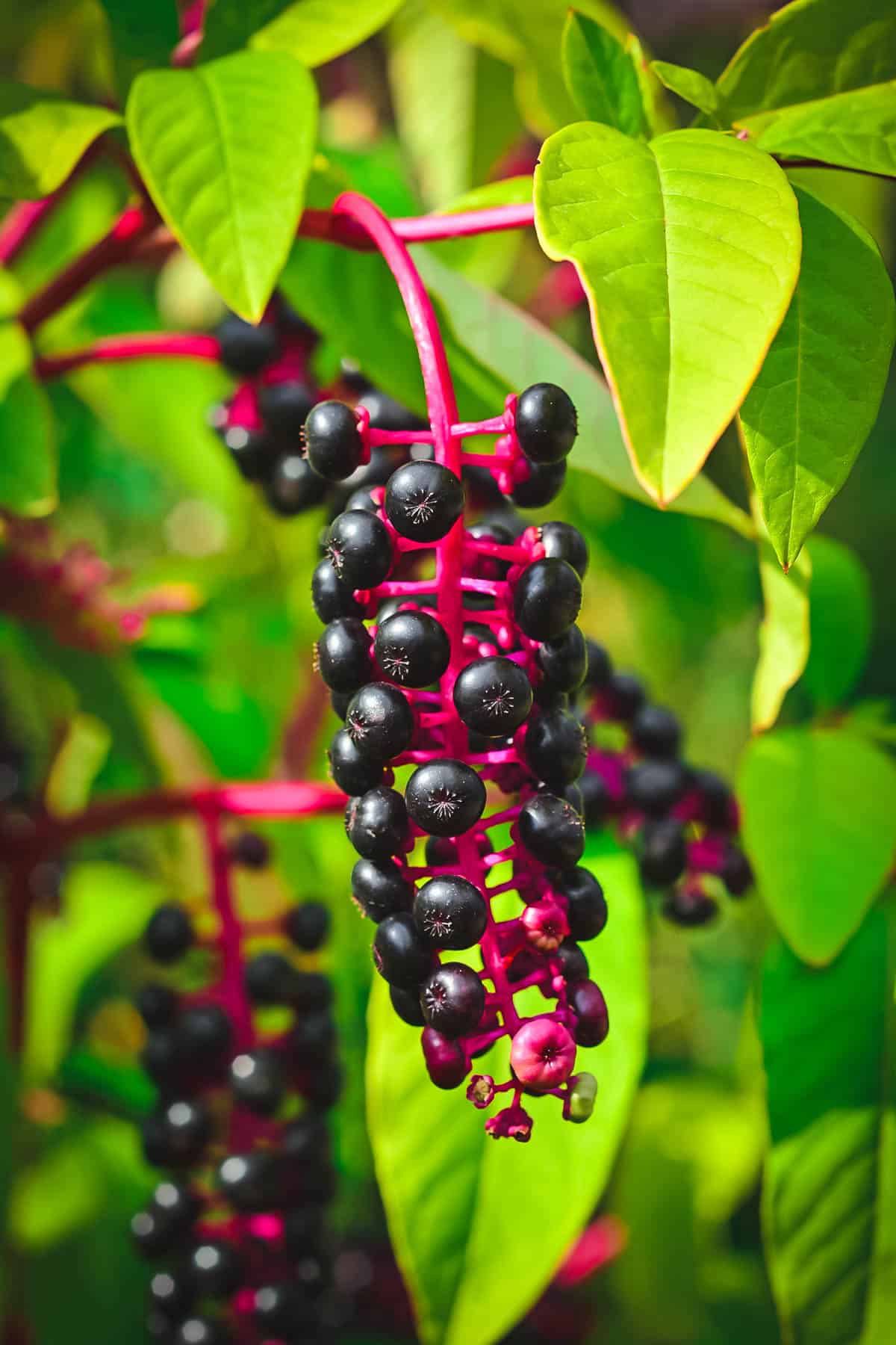 toxic pokeweed and pokeberries