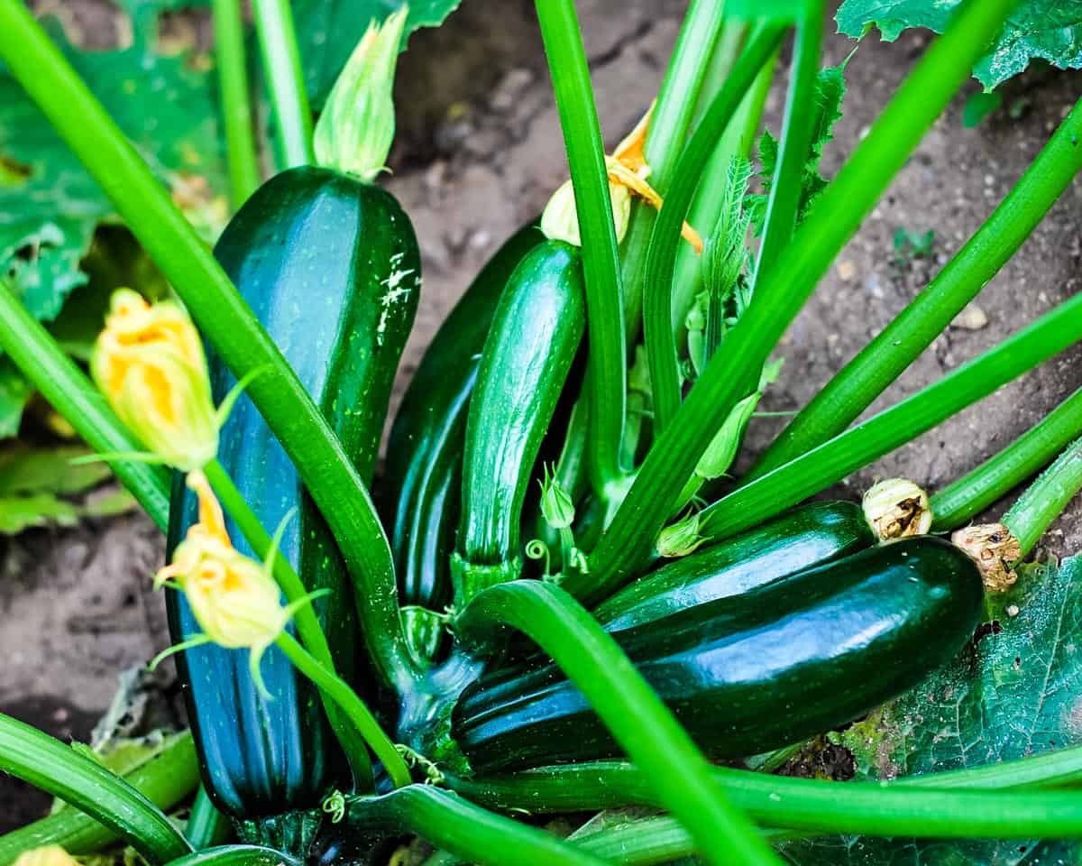 many zucchini growing in a garden