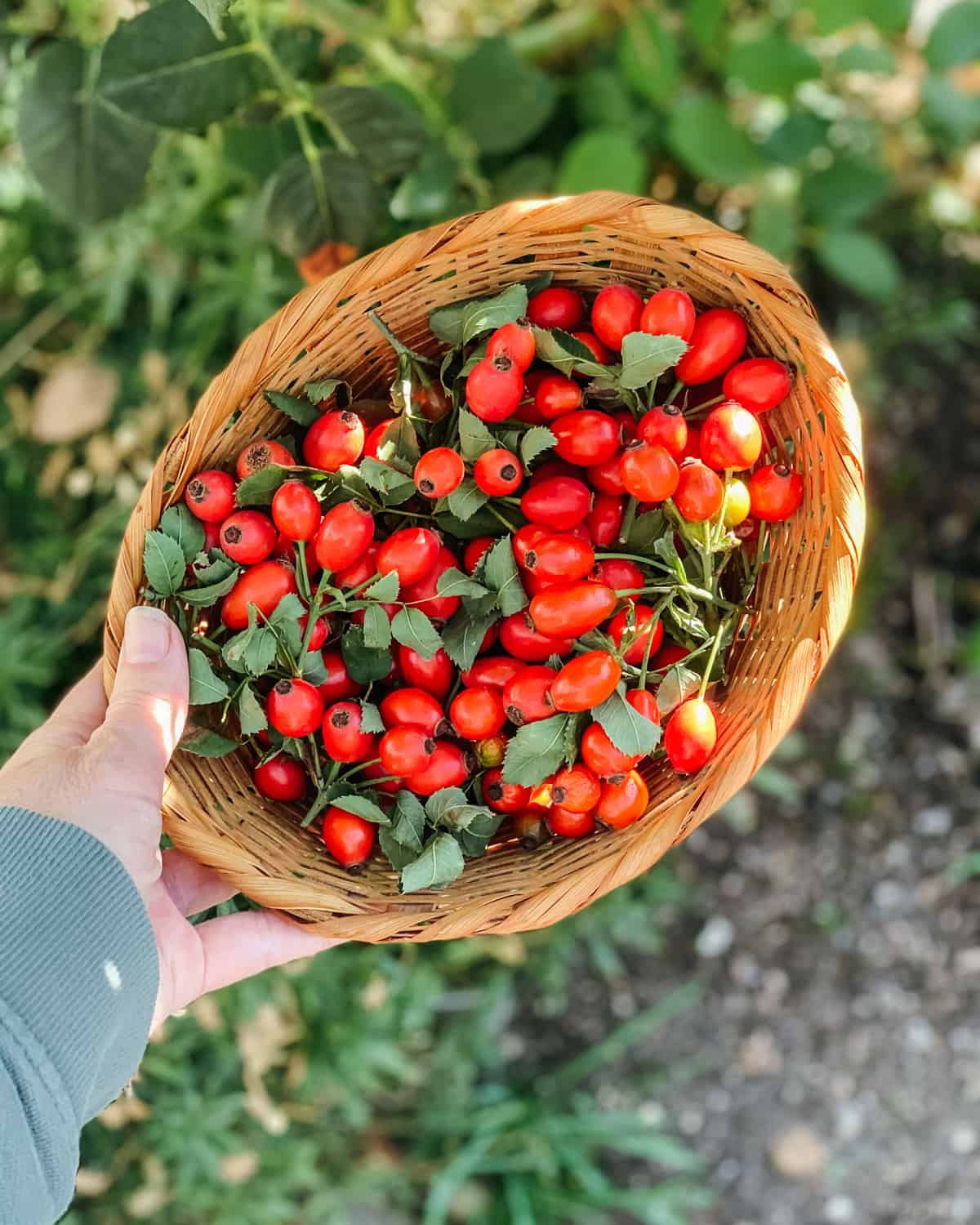 a hand holding a basket of fresh foraged rose hips