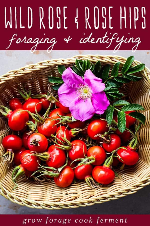 foraging basket of wild rose and rose hips