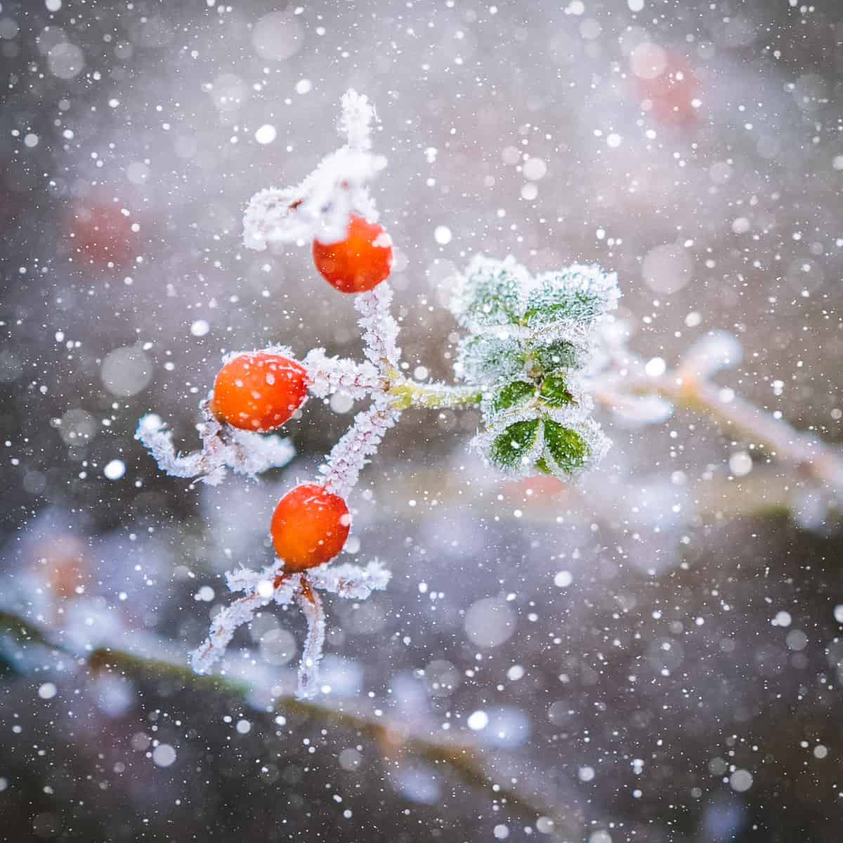 snow falling on rose hips