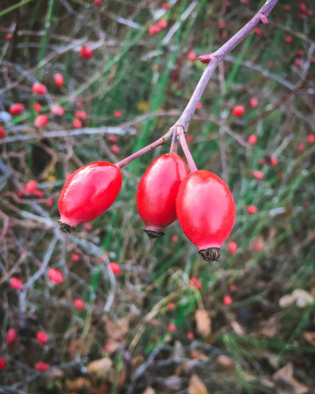 oblong rose hips