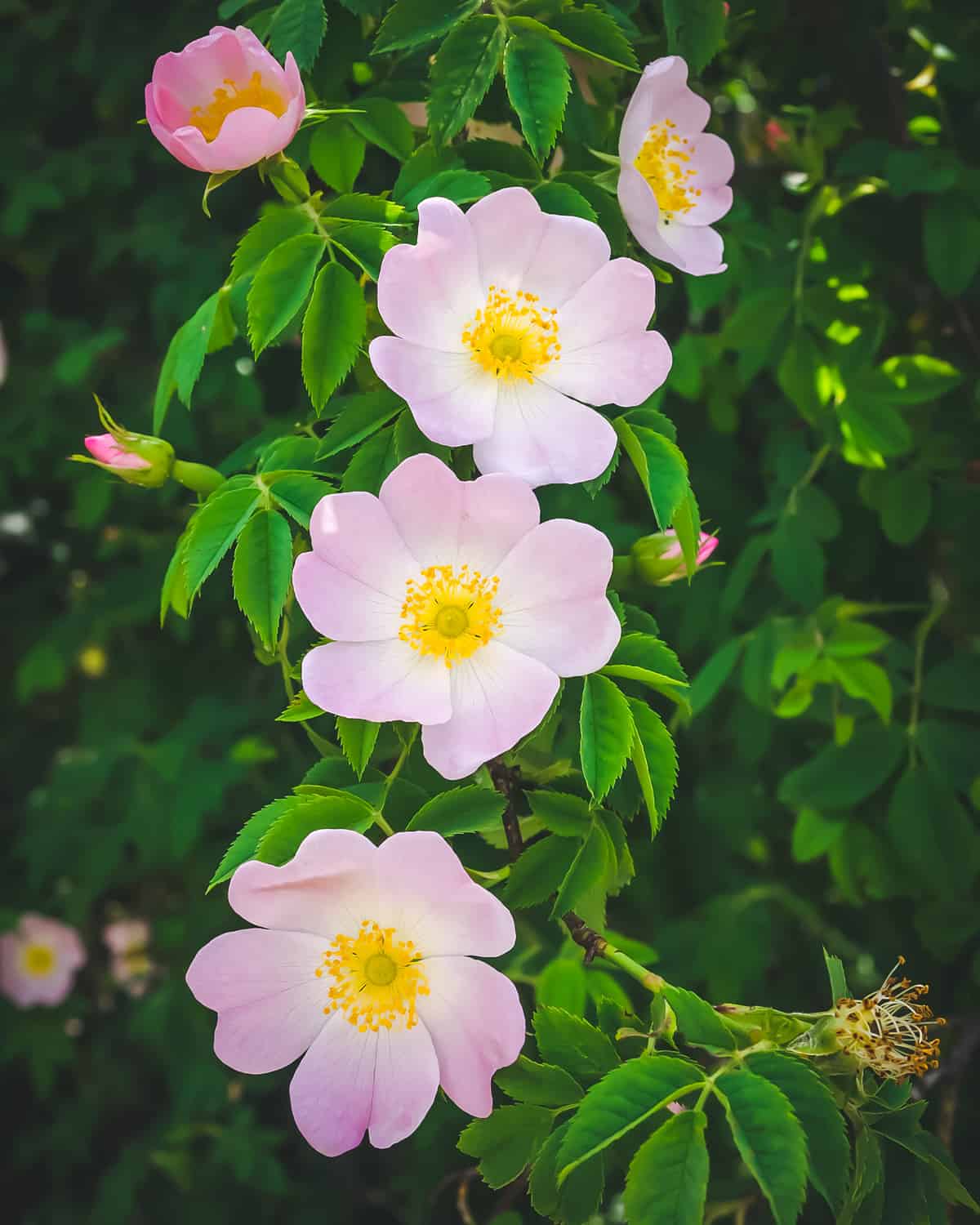 three pink wild rose flowers in bloom