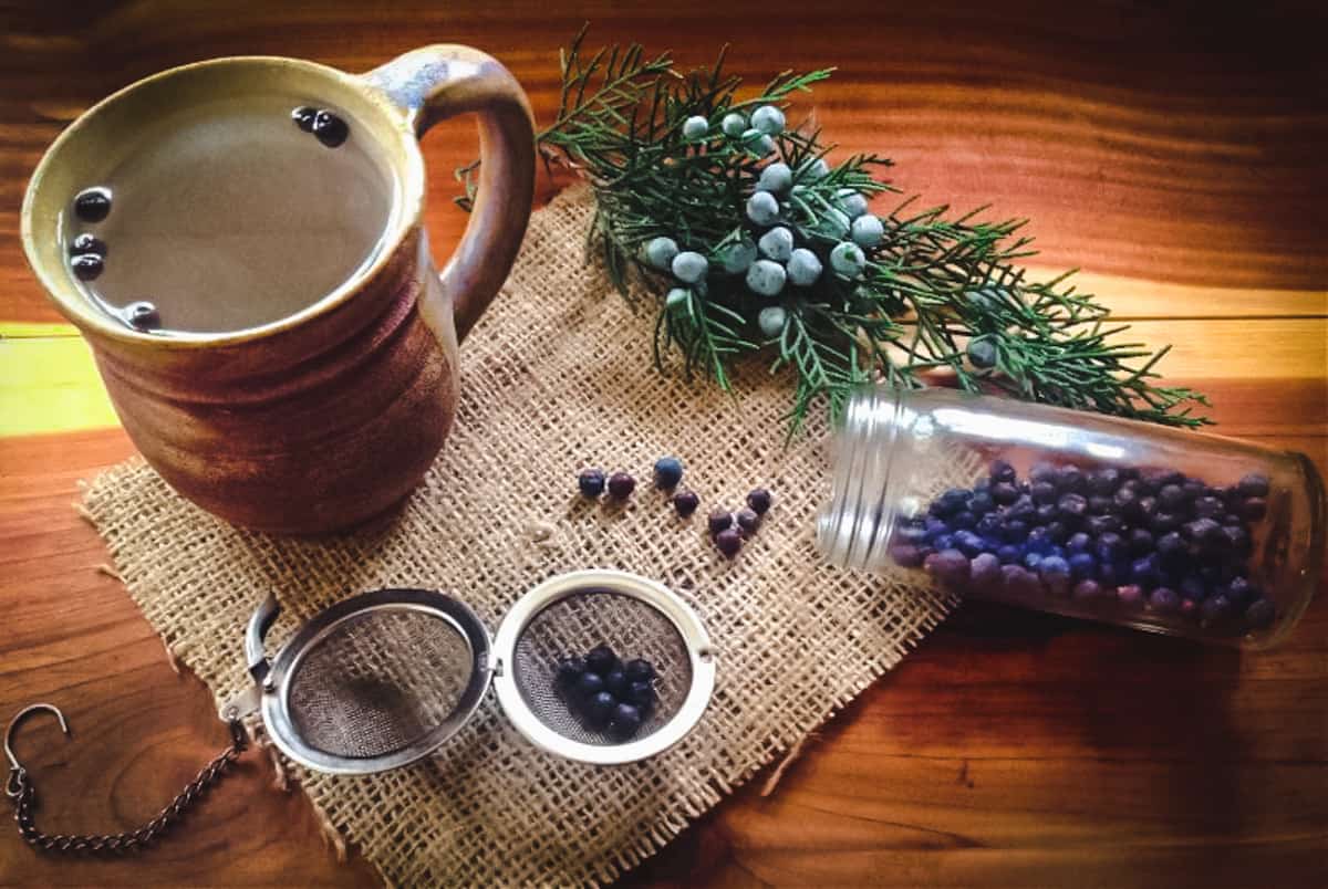 a mug of juniper tea with fresh and dried juniper berries