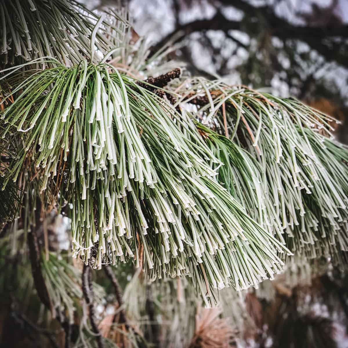 frost covered pine needles