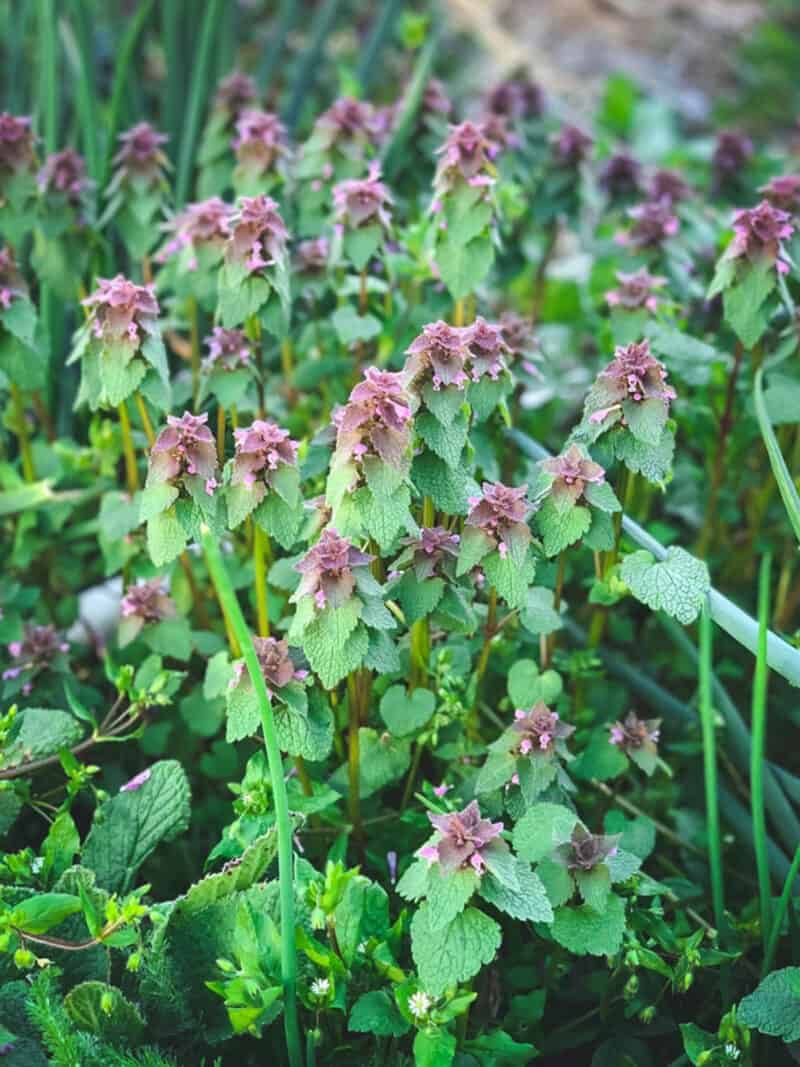 foraging a patch of edible purple dead nettle plant