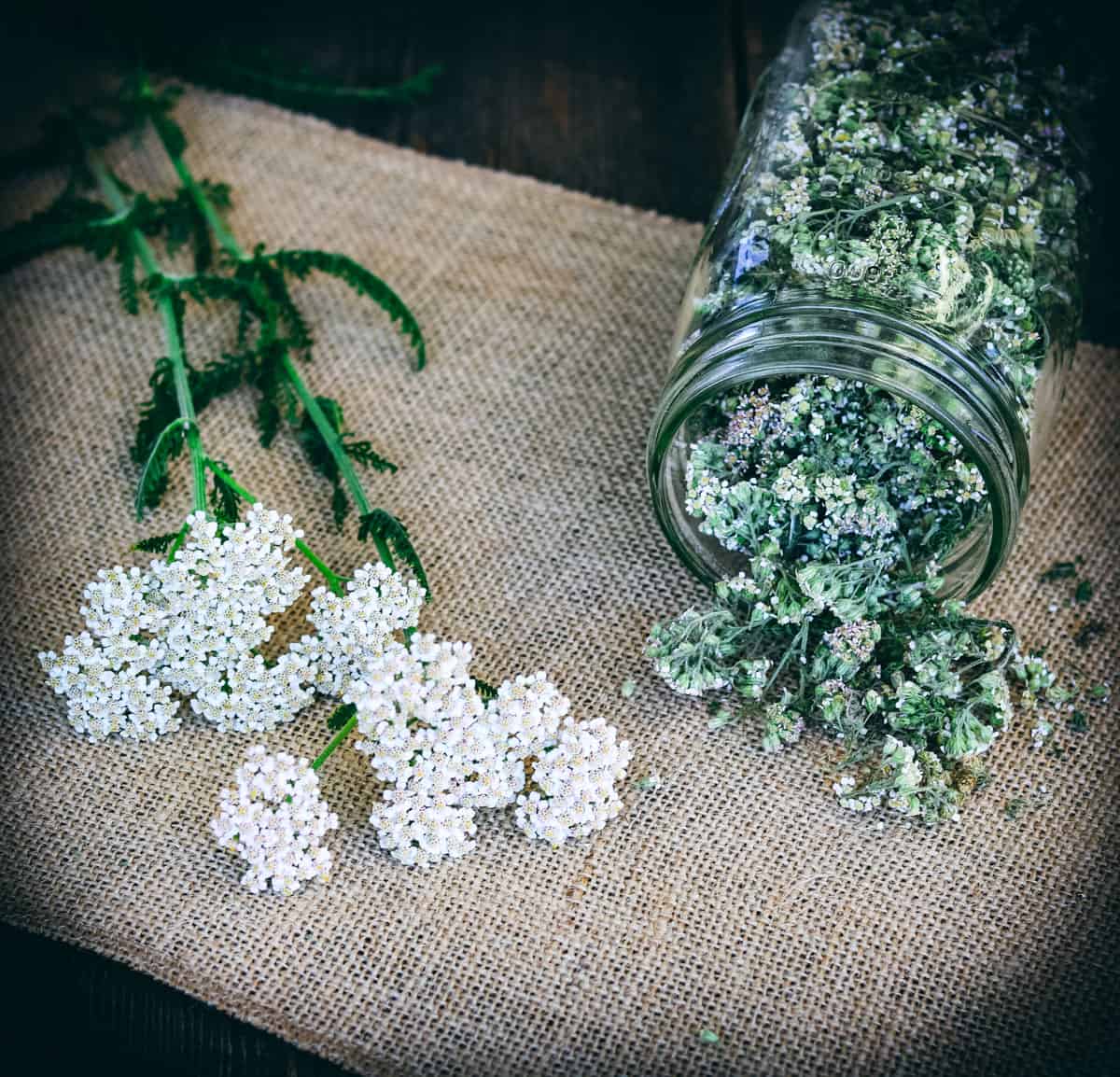 fresh yarrow and a jar of dried yarrow on a table