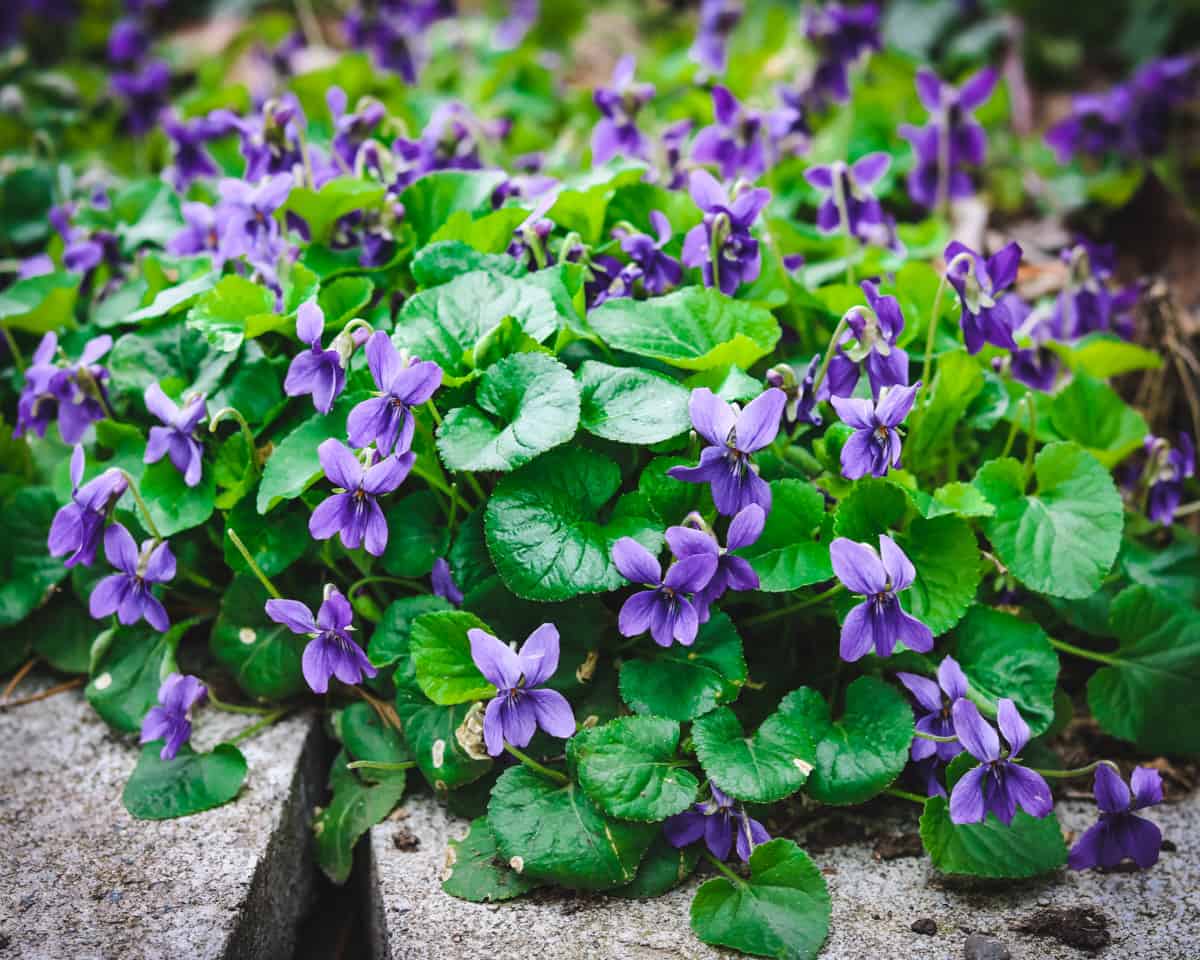a patch of wild violets