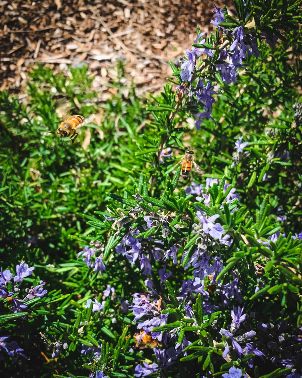 a rosemary plant with several honey bees