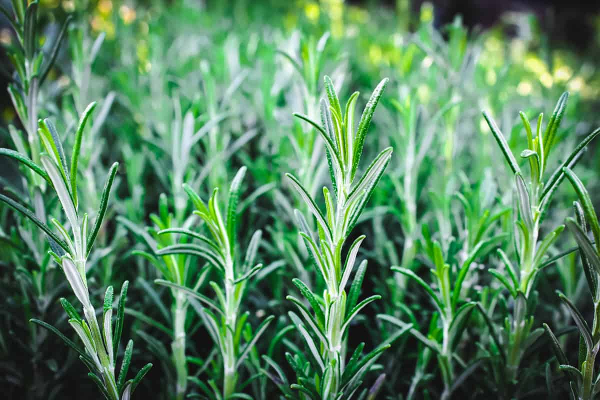 rosemary growing outside