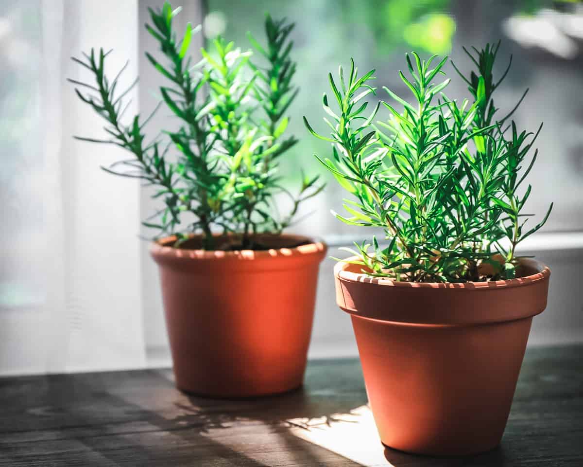 two pots of rosemary indoors on a windowsill