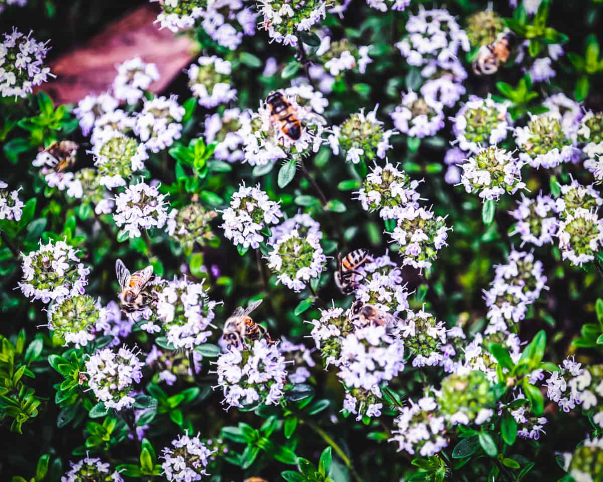 thyme flowers with bees in the garden