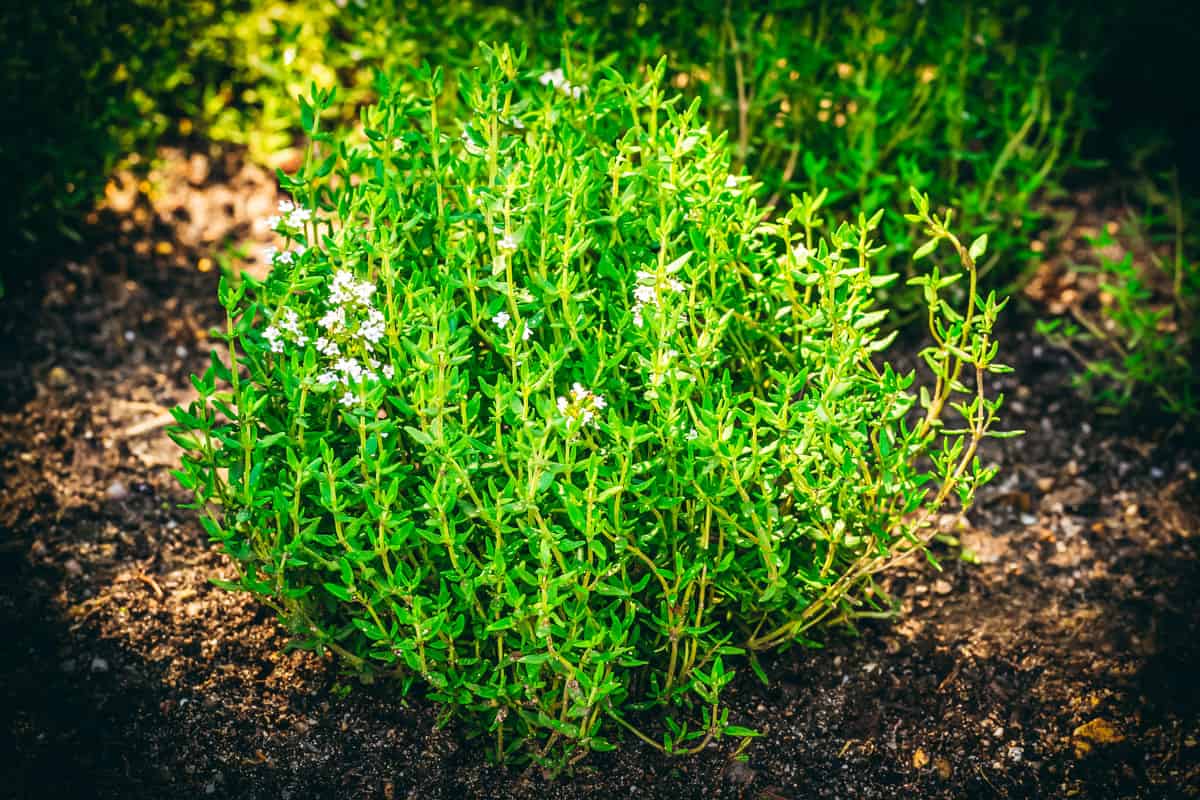 a thyme plant growing in a garden
