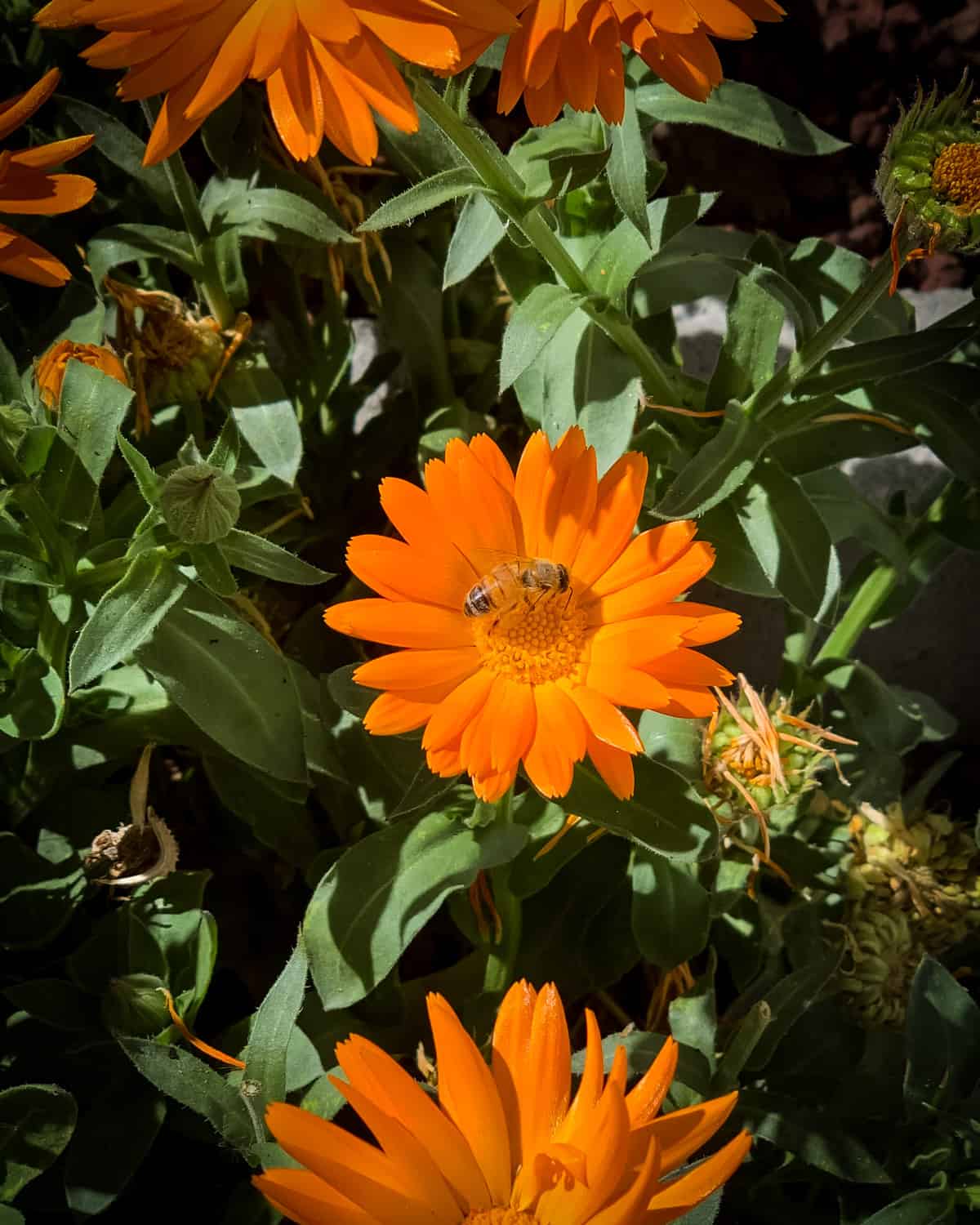 a bee on a calendula flower