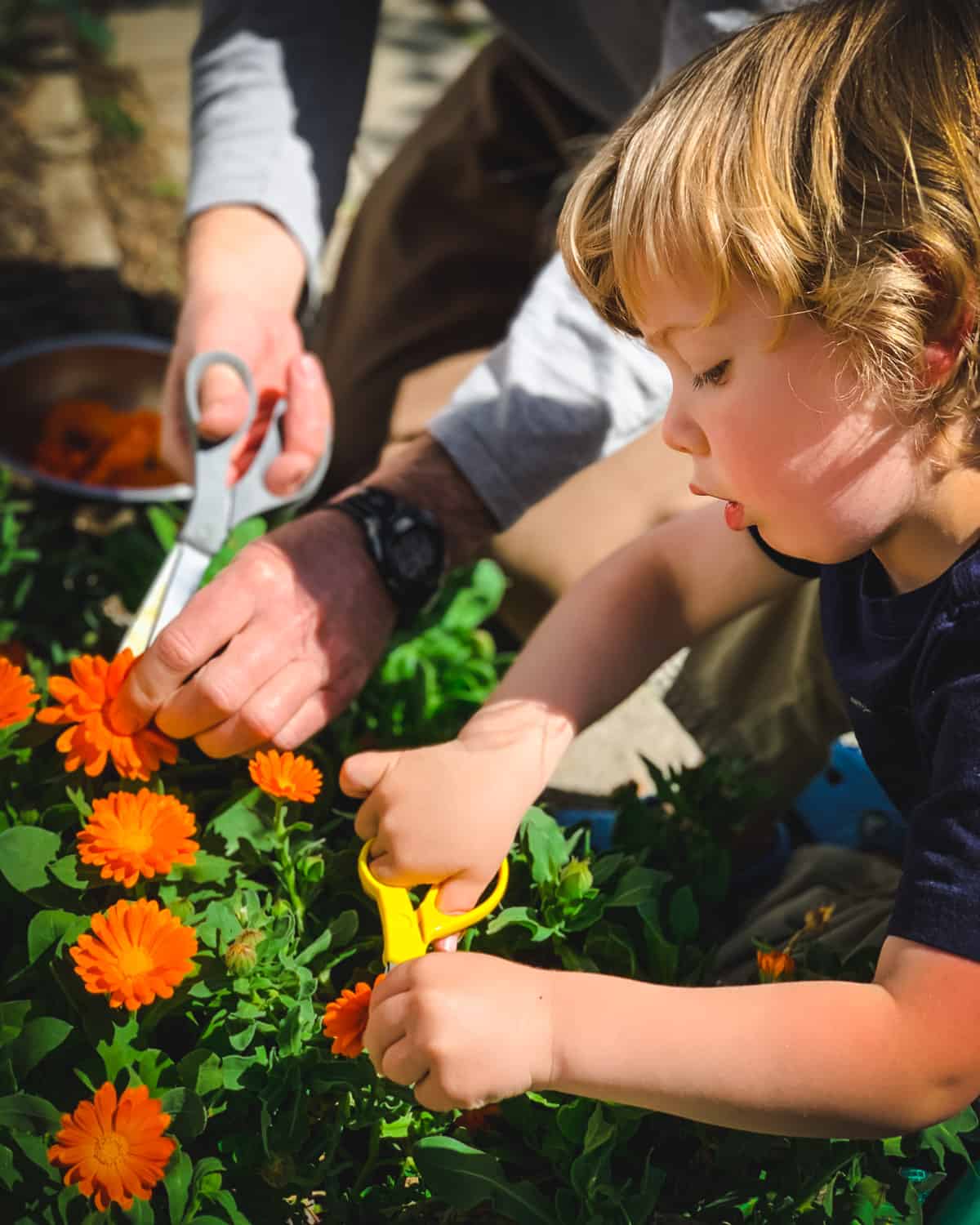 a child harvesting calendula flowers with scissors