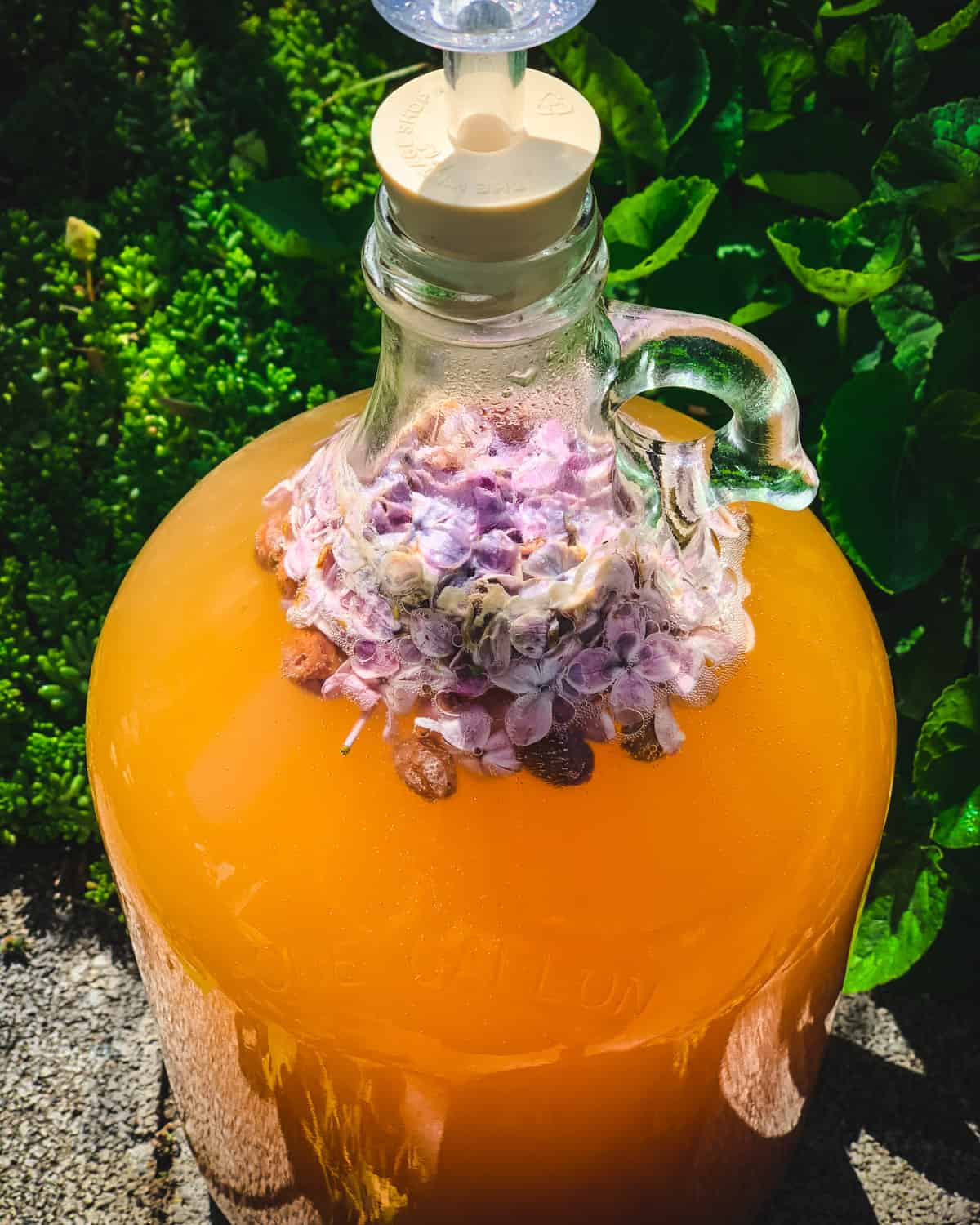 a jug of lilac mead bubbling