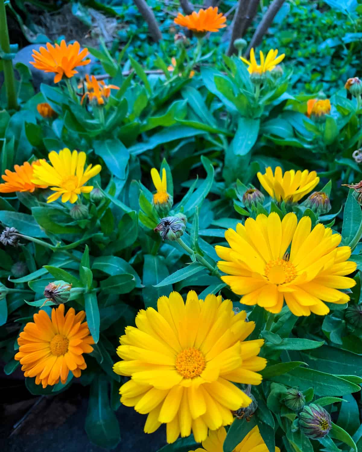 yellow and orange calendula flowers in the garden