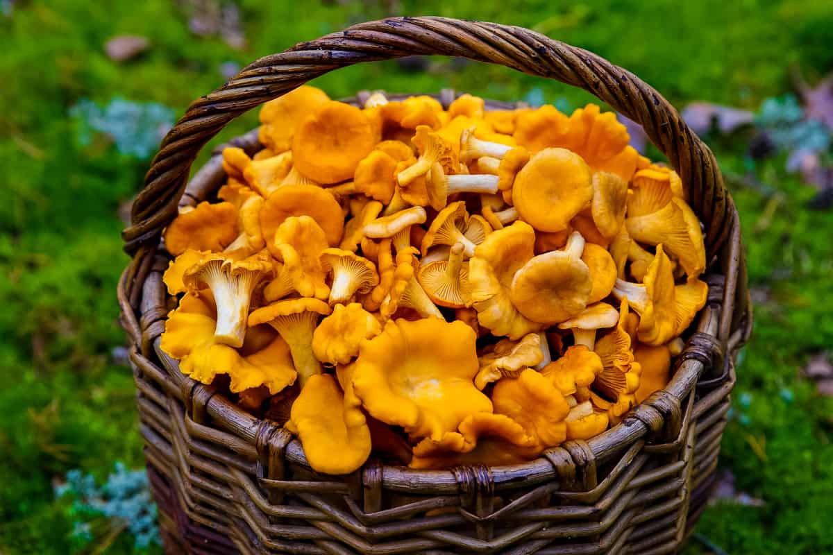 a basket full of freshly harvested chanterelle mushrooms