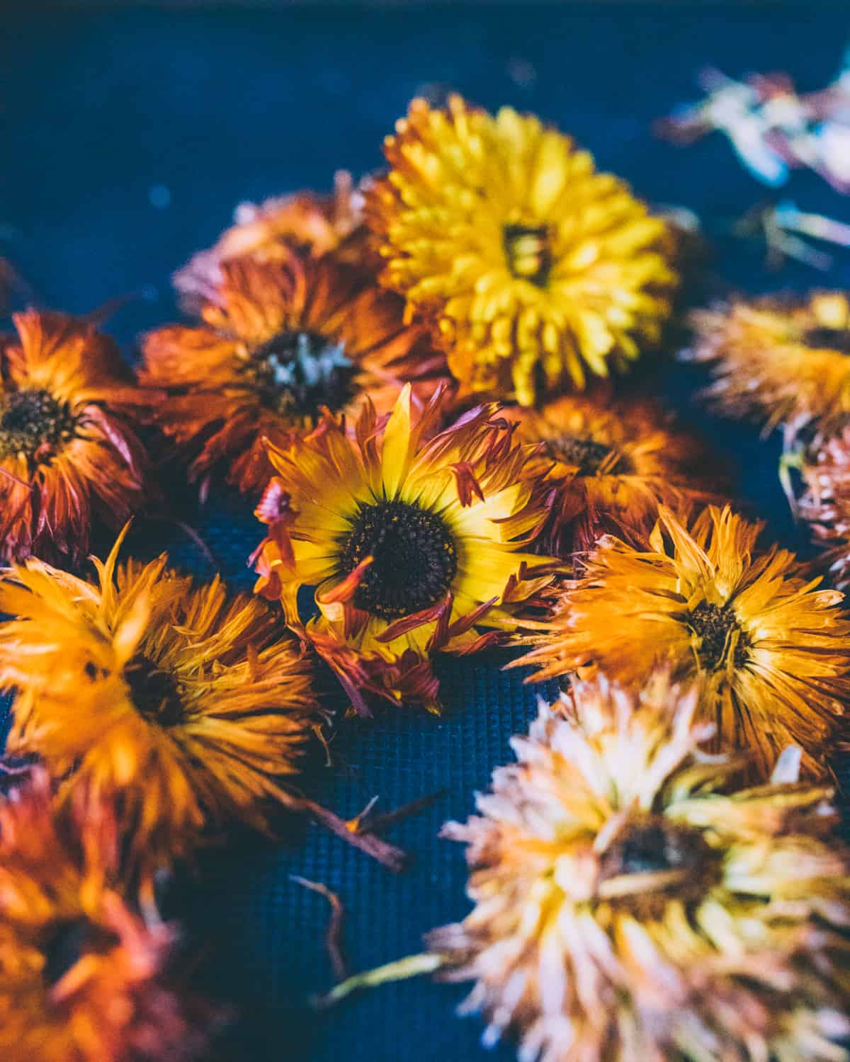 calendula flowers of different shapes and sizes