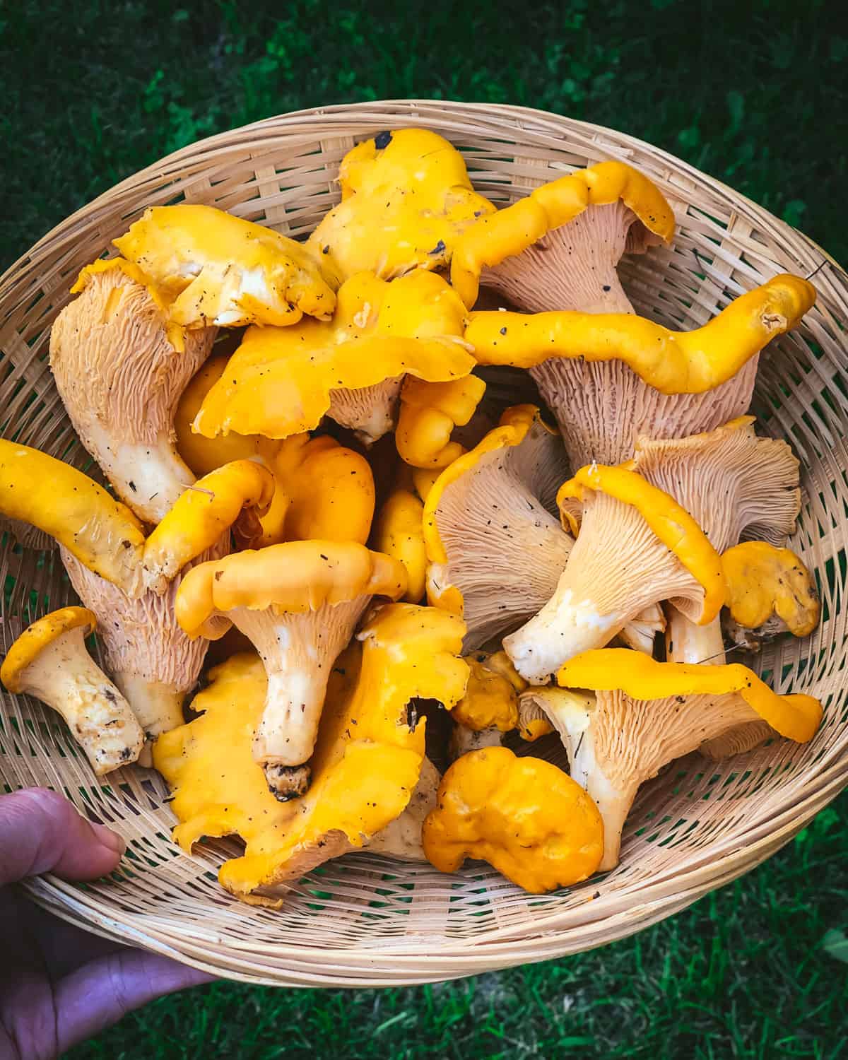 a hand holding a basket of chanterelles