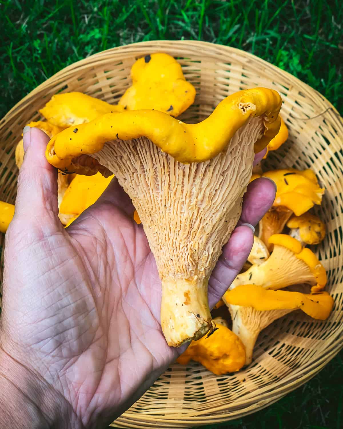 a hand holding a large chanterelle mushroom that shows the blunt ridges