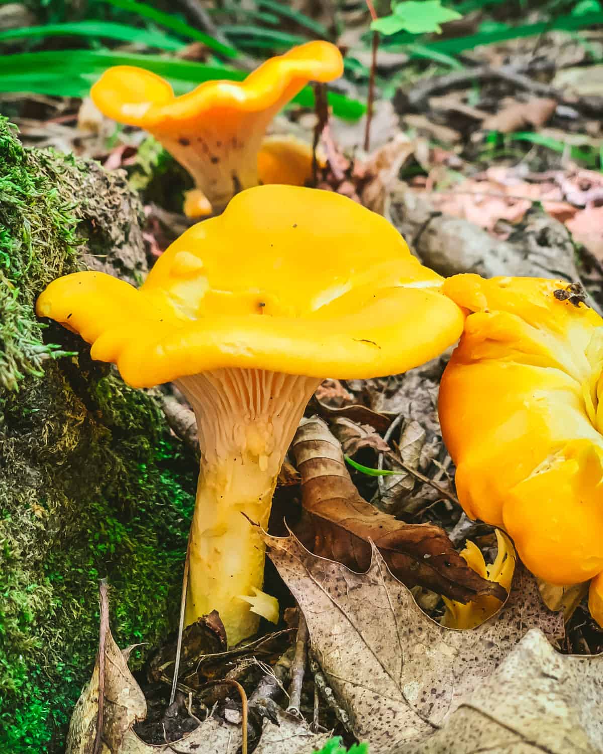 chanterelle mushrooms growing in the wild