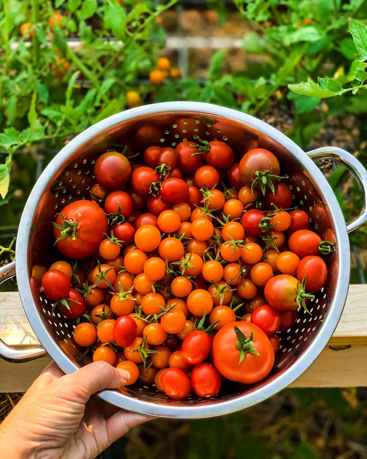 a hand holding a colander of freshly picked cherry tomatoes