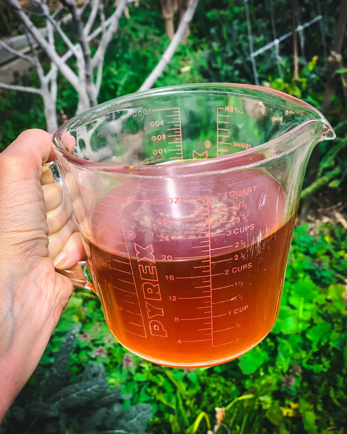 a hand holding a glass measuring cup of deep orange calendula infused oil